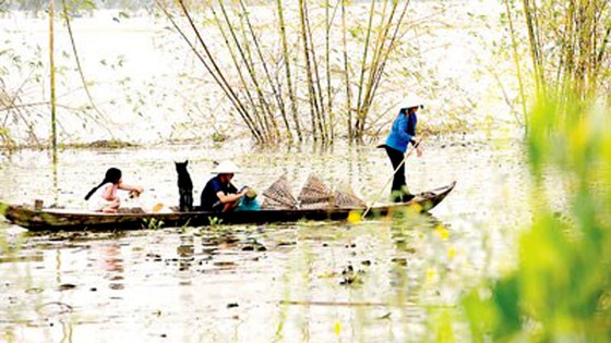 Mùa bông điên điển