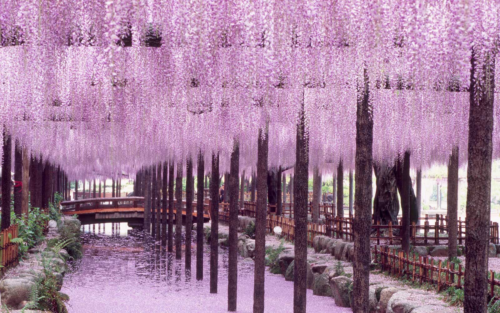 rừng hoa Wisteria