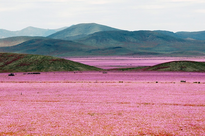 Hoang mạc Atacama nở hoa