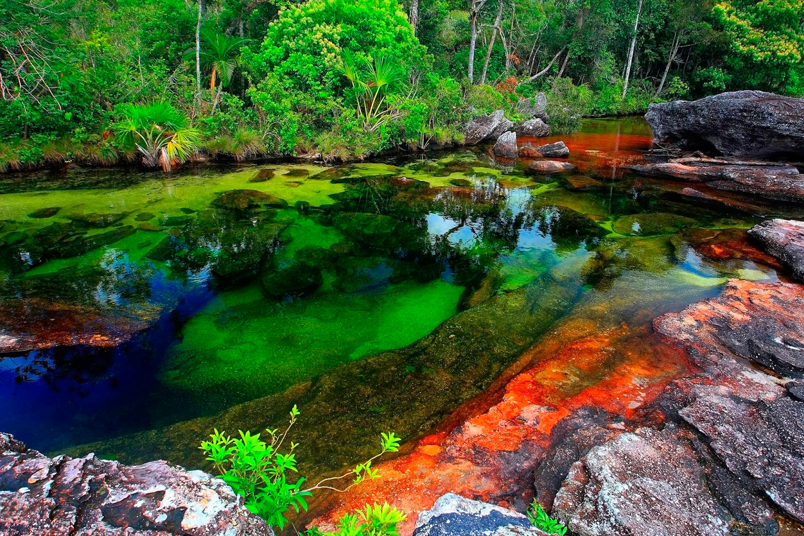 Sông Cano Cristales hóa sắc cầu vồng