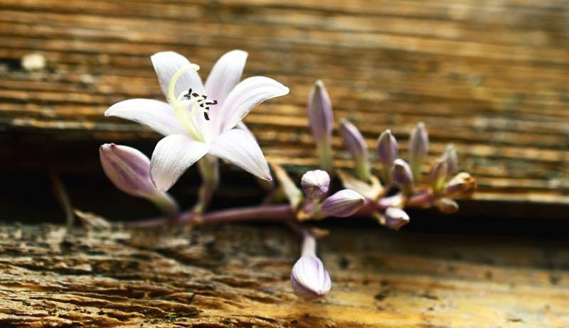 Một ngày nào đó, bạn sẽ phải cảm ơn những gian khổ mà mình đã trải qua